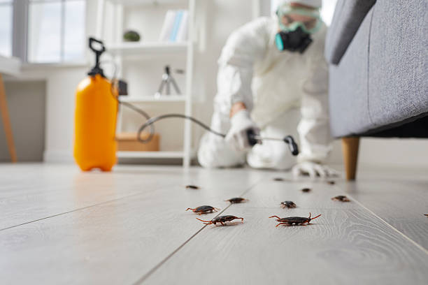 Trusted Termite Control service in Cedar Knolls, NJ - Nex Pest Control